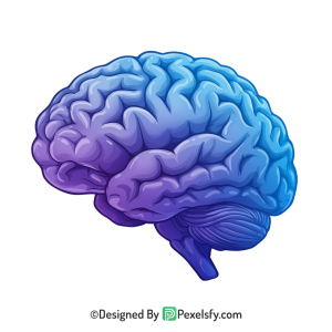 Brain Png Image 22