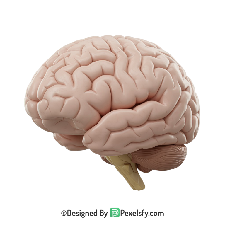 Brain Png Image 23