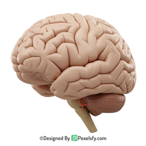 Brain Png Image 24