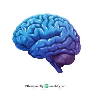 Brain Png Image 25