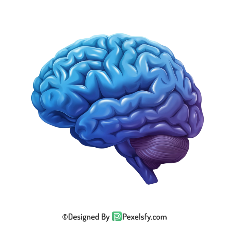 Brain Png Image 25