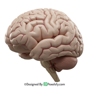 Brain Png Image 26
