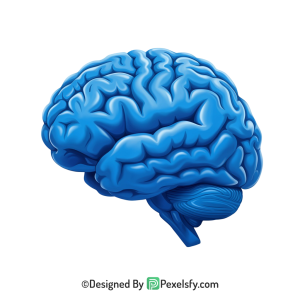 Brain Png Image 27