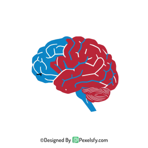 Brain Png Image 28