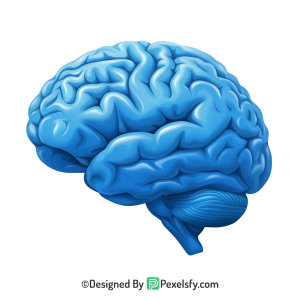 Brain Png Image 29