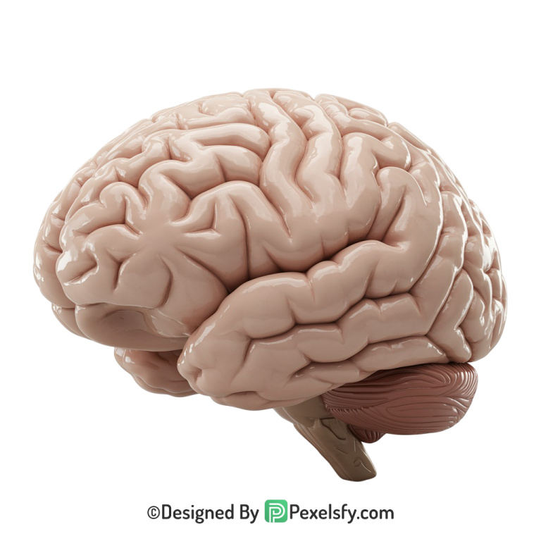 Brain Png Image 3