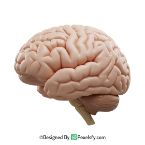 Brain Png Image 30