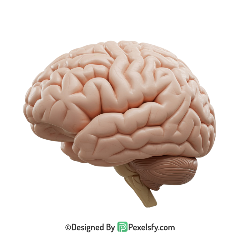 Brain Png Image 30