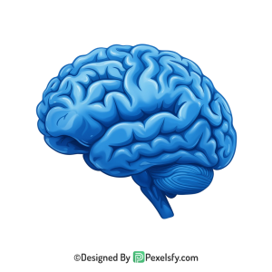 Brain Png Image 31