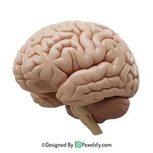 Brain Png Image 32