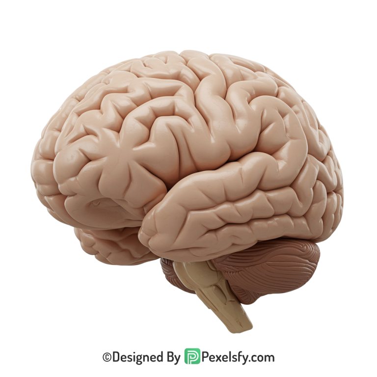 Brain Png Image 32
