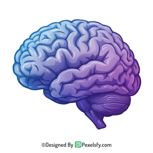 Brain Png Image 33
