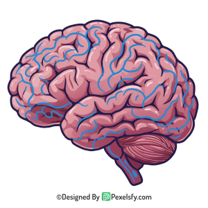 Brain Png Image 34