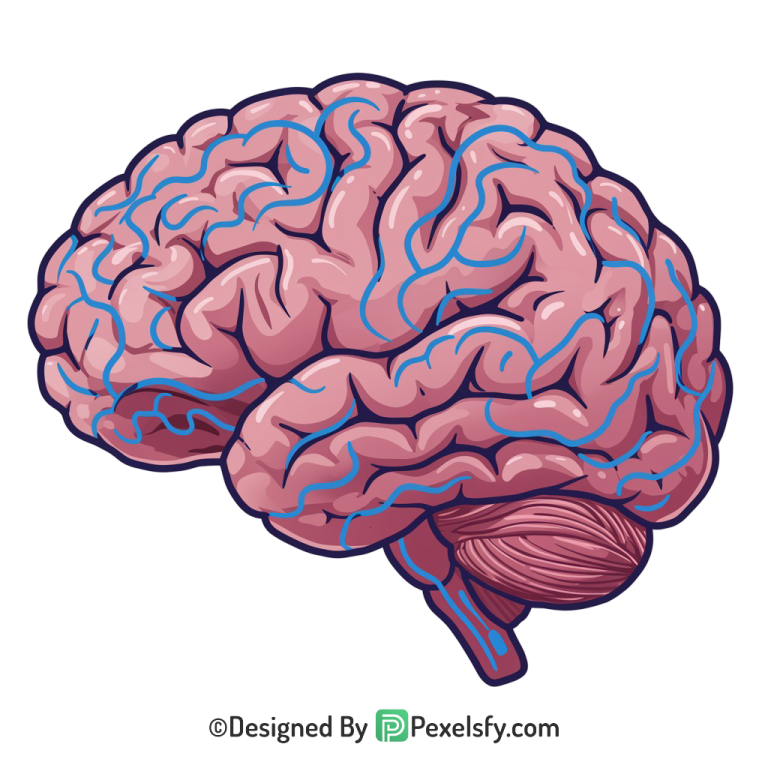 Brain Png Image 34