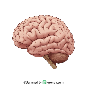 Brain Png Image 35