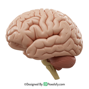 Brain Png Image 36