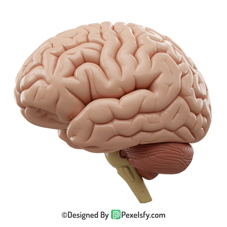 Brain Png Image 36