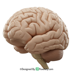 Brain Png Image 38