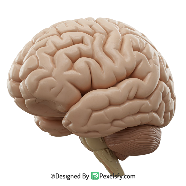 Brain Png Image 38