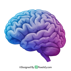 Brain Png Image 4