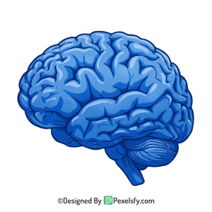 Brain Png Image 40