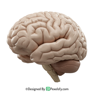 Brain Png Image 41