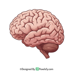 Brain Png Image 42