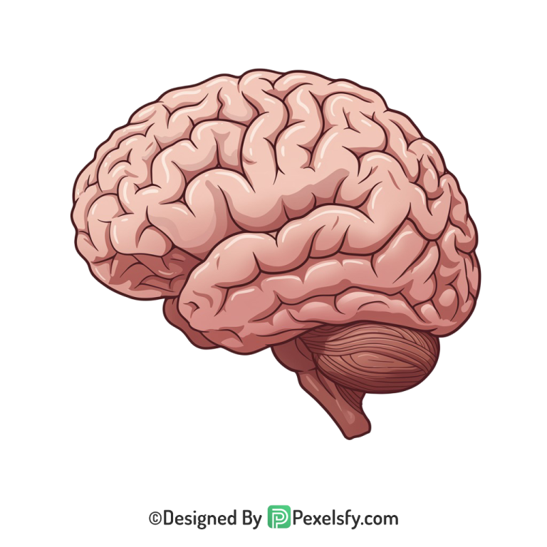 Brain Png Image 42