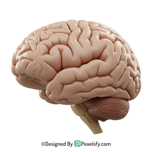 Brain Png Image 43
