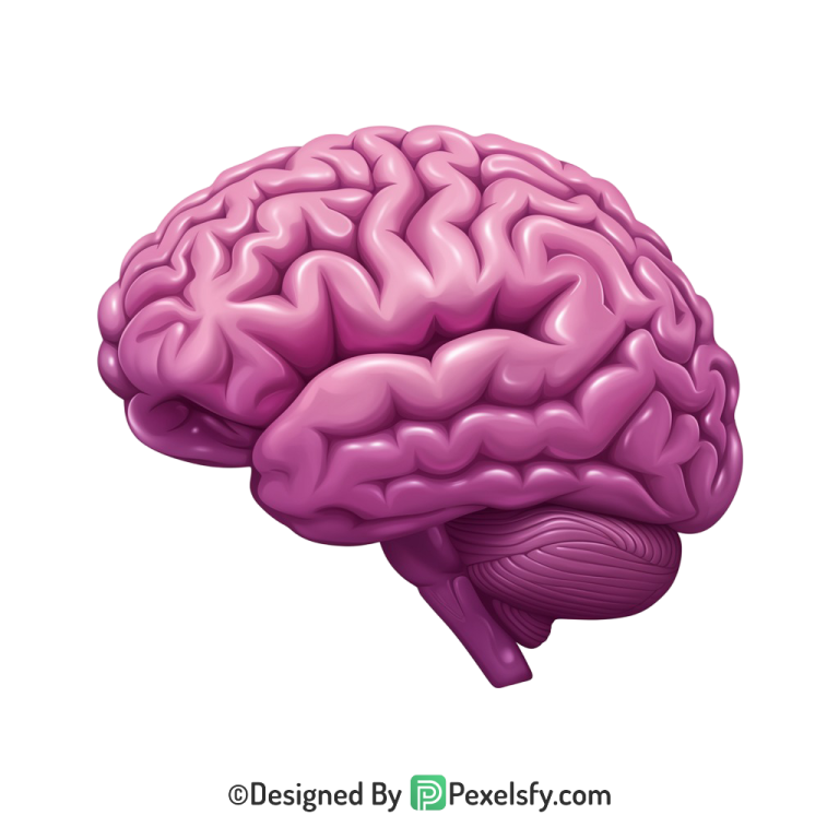 Brain Png Image 44