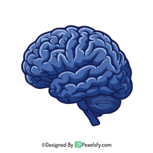 Brain Png Image 45