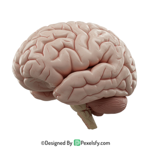 Brain Png Image 46