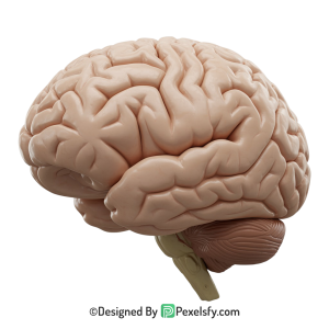 Brain Png Image 47