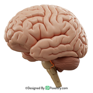 Brain Png Image 48
