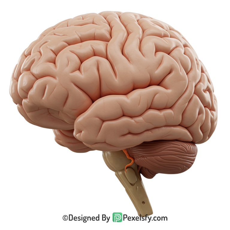 Brain Png Image 48