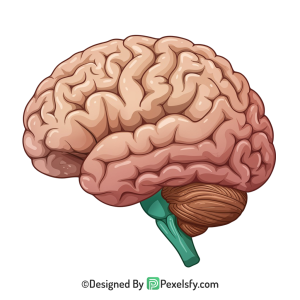 Brain Png Image 49