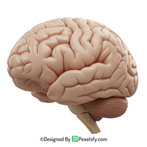 Brain Png Image 50