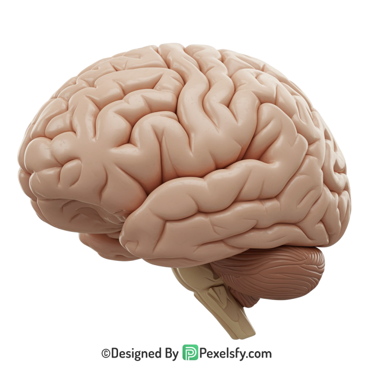 Brain Png Image 50
