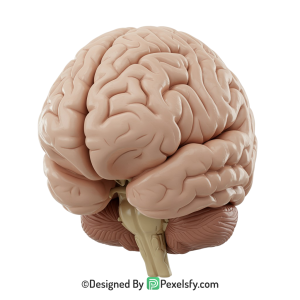 Brain Png Image 51