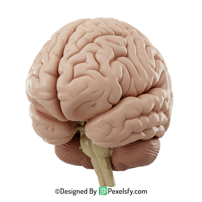 Brain Png Image 51