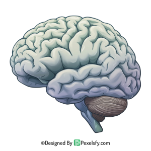 Brain Png Image 53