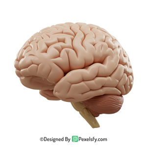Brain Png Image 54