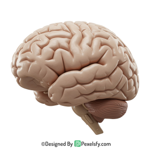 Brain Png Image 55