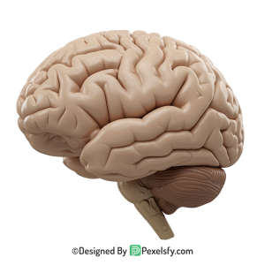 Brain Png Image 56