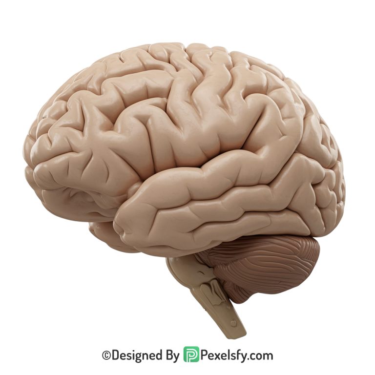 Brain Png Image 56