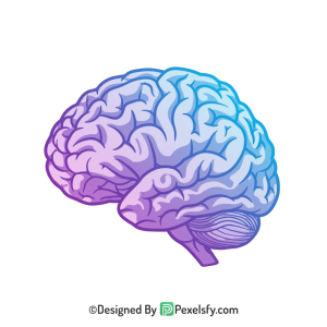 Brain Png Image 57