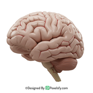 Brain Png Image 58