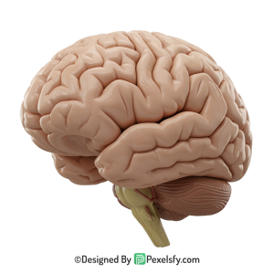 Brain Png Image 59