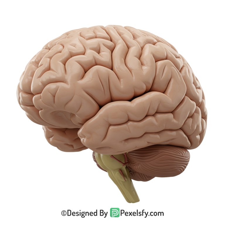 Brain Png Image 59