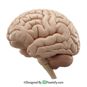 Brain Png Image 6